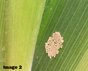 eggs2.jpg eggs2.jpg